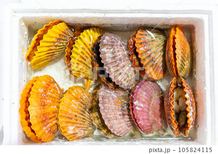 長崎県産のヒオウギ貝 105824115