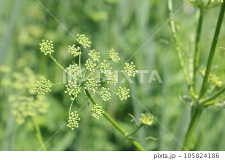 Blooming dill in the garden, white dill flowers in a field with a blurred background Blooming dill in the garden, white dill flowers in a field with a blurred background 105824186