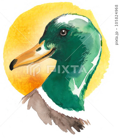 Mallard duck head. Hand-drawn watercolor painting 105824968