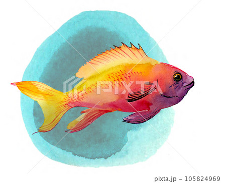 Reef fish on blue background. Hand-drawn watercolor painting 105824969