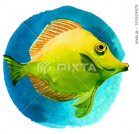 Reef fish on blue background. Hand-drawn watercolor painting Reef fish on blue background. Hand-drawn watercolor painting 105824970
