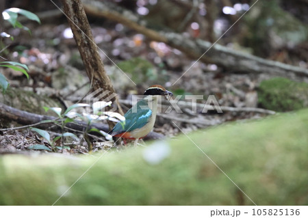 ヤイロチョウ 105825136