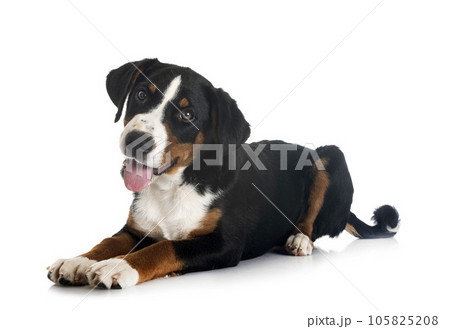 puppy Appenzeller Sennenhund 105825208