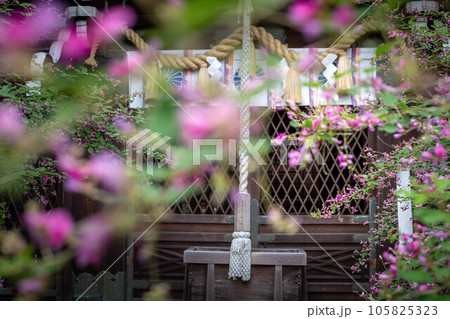 京都の秋、「萩の宮」梨木神社で満開のハギが咲く本殿をお参り 京都の秋、「萩の宮」梨木神社で満開のハギが咲く本殿をお参り 105825323