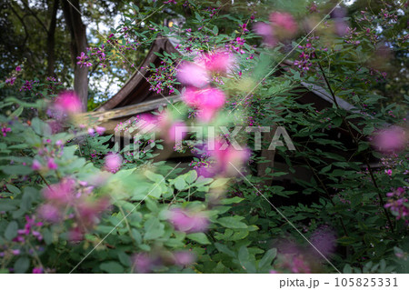 京都の秋、「萩の宮」梨木神社の本殿前に咲く満開のハギ 105825331
