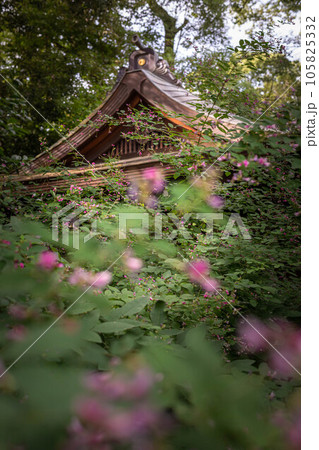 京都の秋、「萩の宮」梨木神社の本殿前に咲く満開のハギに西陽さす 105825332