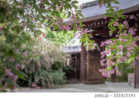 京都の秋、「萩の宮」梨木神社、紅白のハギが満開の境内から中門を眺める 京都の秋、「萩の宮」梨木神社、紅白のハギが満開の境内から中門を眺める 105825343