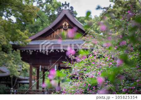 京都の秋、「萩の宮」梨木神社、満開のハギに覆われた境内で拝殿を眺める 京都の秋、「萩の宮」梨木神社、満開のハギに覆われた境内で拝殿を眺める 105825354