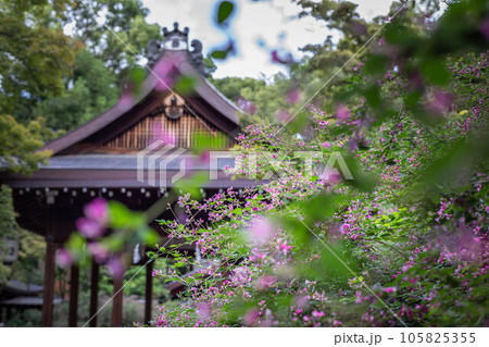 京都の秋、「萩の宮」梨木神社、満開のハギに覆われた境内で拝殿を眺める 京都の秋、「萩の宮」梨木神社、満開のハギに覆われた境内で拝殿を眺める 105825355