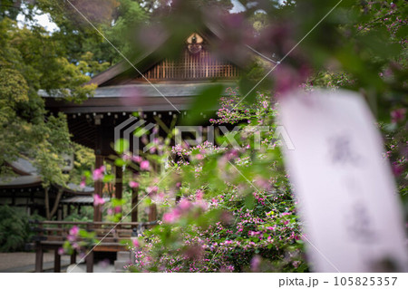 京都の秋、「萩の宮」梨木神社、和歌の短冊の飾られた満開のハギの向こうに拝殿を眺める 105825357