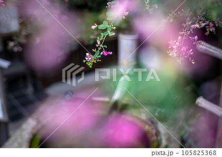 京都の秋、「萩の宮」梨木神社、現存唯一の「京都三名水」染井の水の手水鉢に満開のハギ 105825368