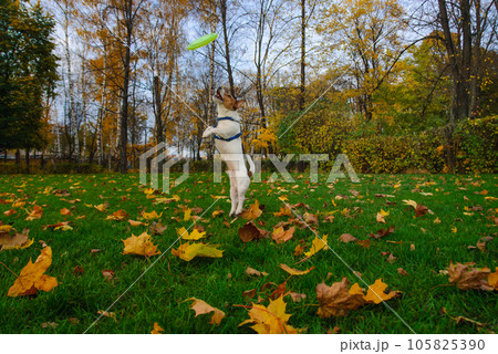 Dog playing at Autumn park lawn jumping high to catch flying disc 105825390