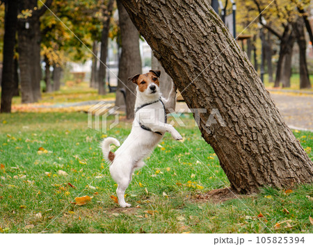 Cute Jack Russell Terrier dog standing near a tree in Fall park 105825394