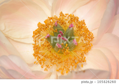 コーラルチャーム シャクヤク コーラルチャーム シャクヤク 105826260