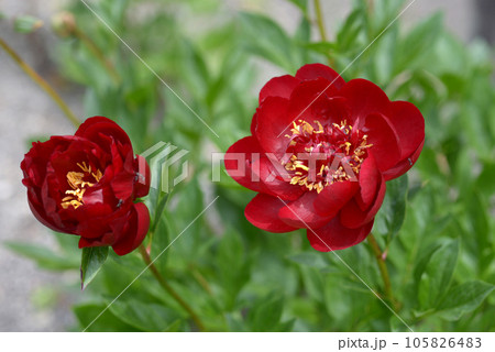 ベルセンター シャクヤク ベルセンター シャクヤク 105826483