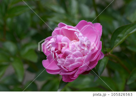 西施粉　シャクヤク 105826563