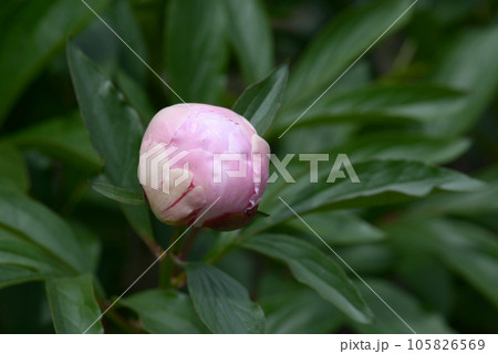 陽炎の蕾　シャクヤク 105826569
