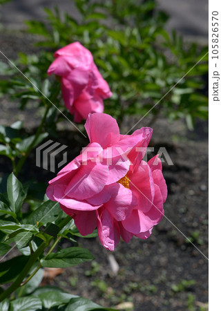 ポーラフェイ　シャクヤク 105826570