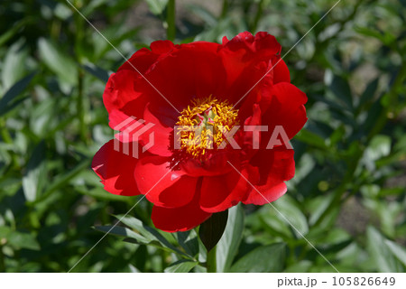 レッドレッドローズ　シャクヤク 105826649