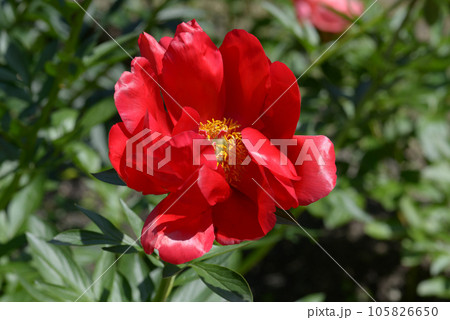 レッドレッドローズ　シャクヤク 105826650