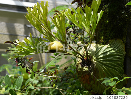 ビカクシダ・リドレイワイルド 105827226