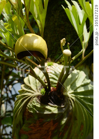 ビカクシダ・リドレイワイルド 105827229