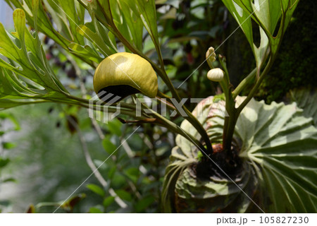 ビカクシダ・リドレイワイルド ビカクシダ・リドレイワイルド 105827230