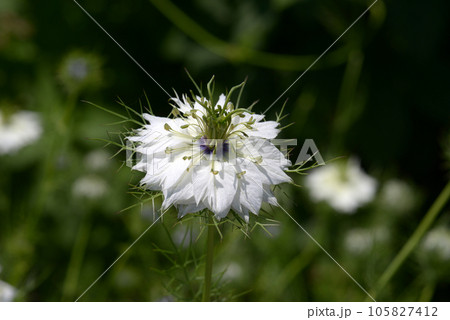 クロタネソウ 105827412