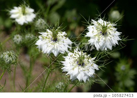 クロタネソウ 105827413