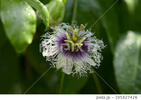 トケイソウ 105827426