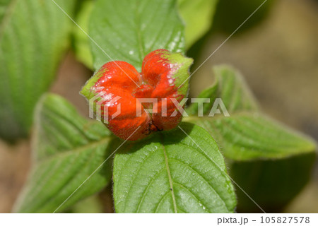 サイコトリア・ペビギアナ 105827578