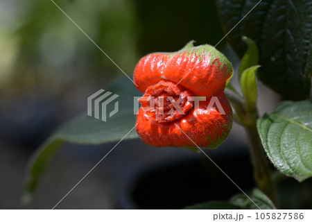 サイコトリア・ペビギアナ サイコトリア・ペビギアナ 105827586