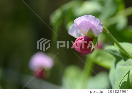 エンドウ豆の花 エンドウ豆の花 105827994