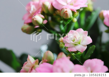 八重咲きのピンクのカランコエ 【クローズアップ】 【グレー背景】 八重咲きのピンクのカランコエ 【クローズアップ】 【グレー背景】 105828153