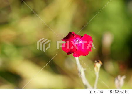 庭に咲くスイセンノウの花 105828216