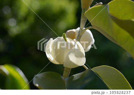 ミケリア・フルゲンス 105828237