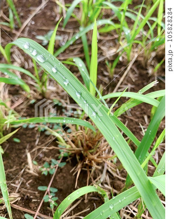 畑に生えた雑草と水玉 畑に生えた雑草と水玉 105828284