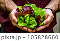A man's hands holding lettuce - healthy lifestyle concept - Generative AI 105828660