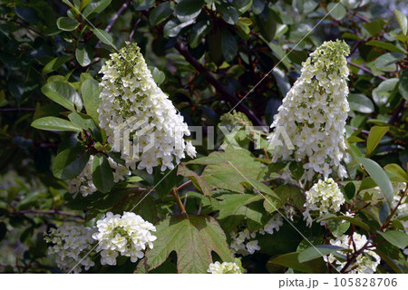 カシワバアジサイ 105828706