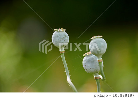 Closeup of green opium poppy plants growing against a bokeh copy space in a lush green home garden for seeds used on bread and cooked food. Papaver somniferum in horticulture and cultivation backyard 105829197