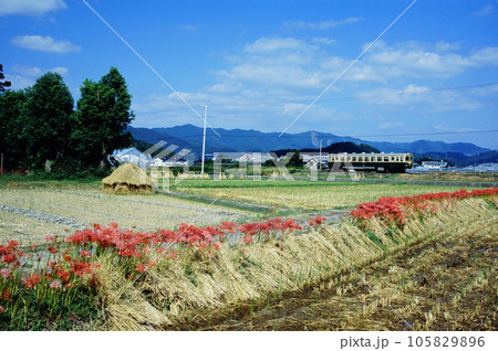 紀州鉄道キハ603と秋の田園風景 その3 紀州鉄道キハ603と秋の田園風景 その3 105829896