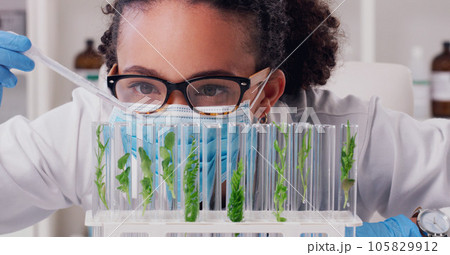 Science, focus and plant with woman in laboratory for medical, pharmacy and research. Biotechnology, growth and healthcare study with scientist and test tube for sustainability, vaccine and ecology 105829912