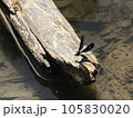 流木とトンボ 105830020