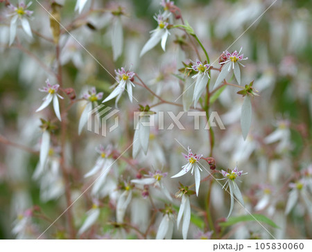ユキノシタ　花模様 105830060