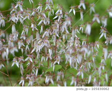 ユキノシタ　花模様 105830062