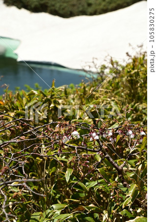八幡平の桜（タカネザクラ） 105830275
