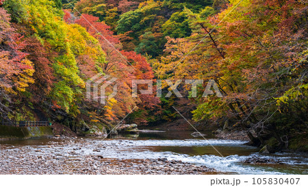 湯瀬渓谷（秋） 105830407
