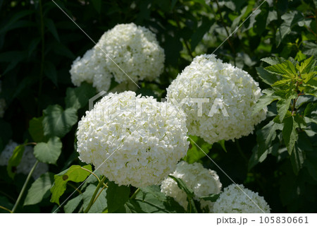 アメリカノリノキ 105830661