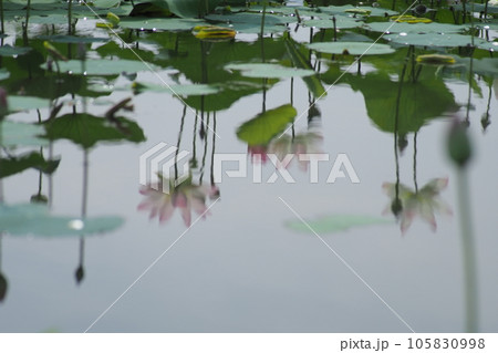 蓮池の映り込み 蓮池の映り込み 105830998