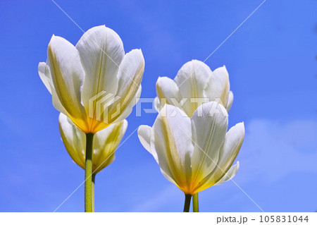 Flowering white tulip plants opening up and blooming against clear blue sky copy space outside. Flourishing and brightening a field. Beautiful white flowers growing and flourishing outdoors in summer 105831044